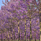 Seminte Paulownia tomentosa - 2g