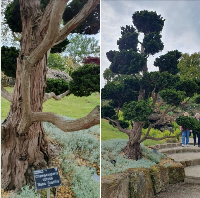 Chamaecyparis obtusa 'Nana Gracilis' 70 cm