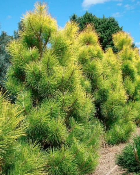 Pinus nigra 'Goldfingers' - 80-90 cm