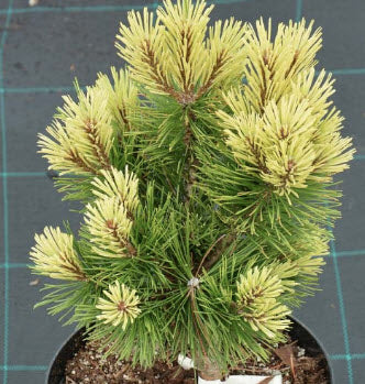 Pinus mugo 'Misty' - 30-40 cm