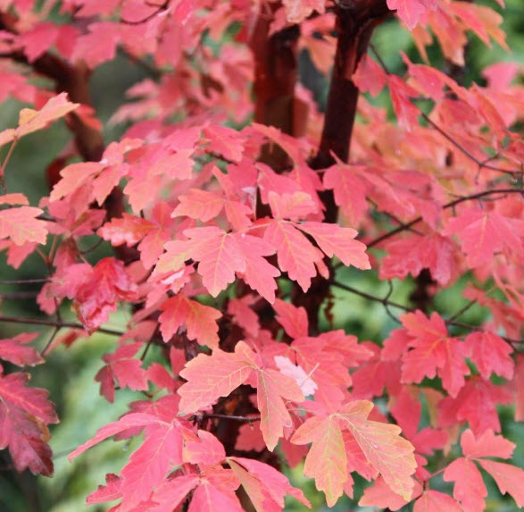 Arțar cu scoarta ca de hârtie - Acer griseum - Paper Bark Maple