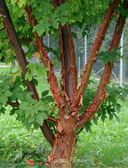 Arțar cu scoarta ca de hârtie - Acer griseum - Paper Bark Maple