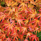 Artar japonez - Acer palmatum Kamagata