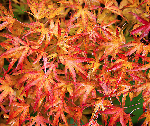 Artar japonez - Acer palmatum Kamagata