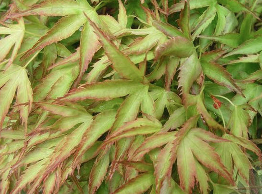 Artar japonez - Acer palmatum Kamagata