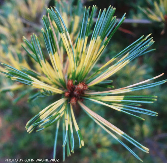 Pinus pariflora ‘Ogon-janome’ - 40cm