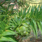 Seminte Brad Chinezesc - Cunninghamia lanceolata - 1 g