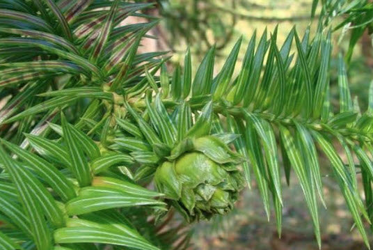 Seminte Brad Chinezesc - Cunninghamia lanceolata - 1 g