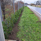 Pachet 10 bucati - Gard Viu - Laur englezesc "Novita" - Prunus laurocerasus" Novita - 80 cm