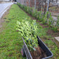 Pachet 10 bucati - Gard Viu - Laur englezesc "Novita" - Prunus laurocerasus" Novita - 80 cm