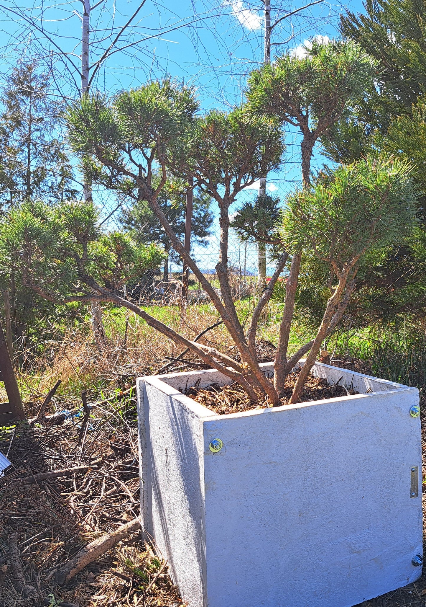 Pinus sylvestris Watereri - Niwaki