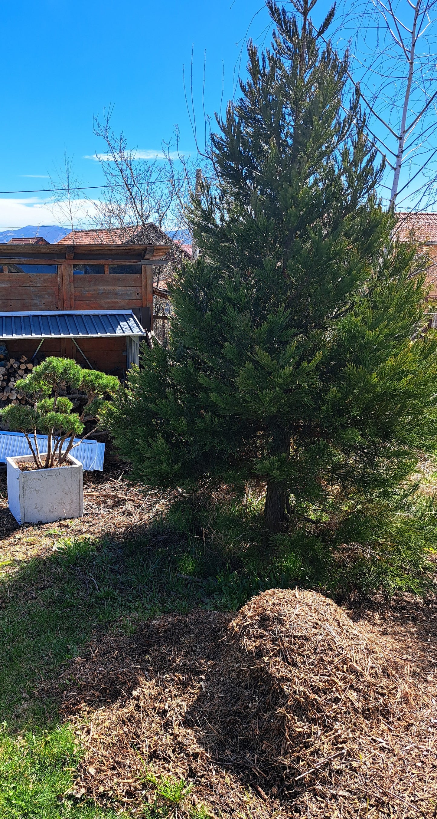 Arborele mamut Sequoia - Sequoiadendron giganteum 60 cm