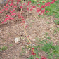 Artar japonez - Acer palmatum Shin-Deshojo - 1,2m,