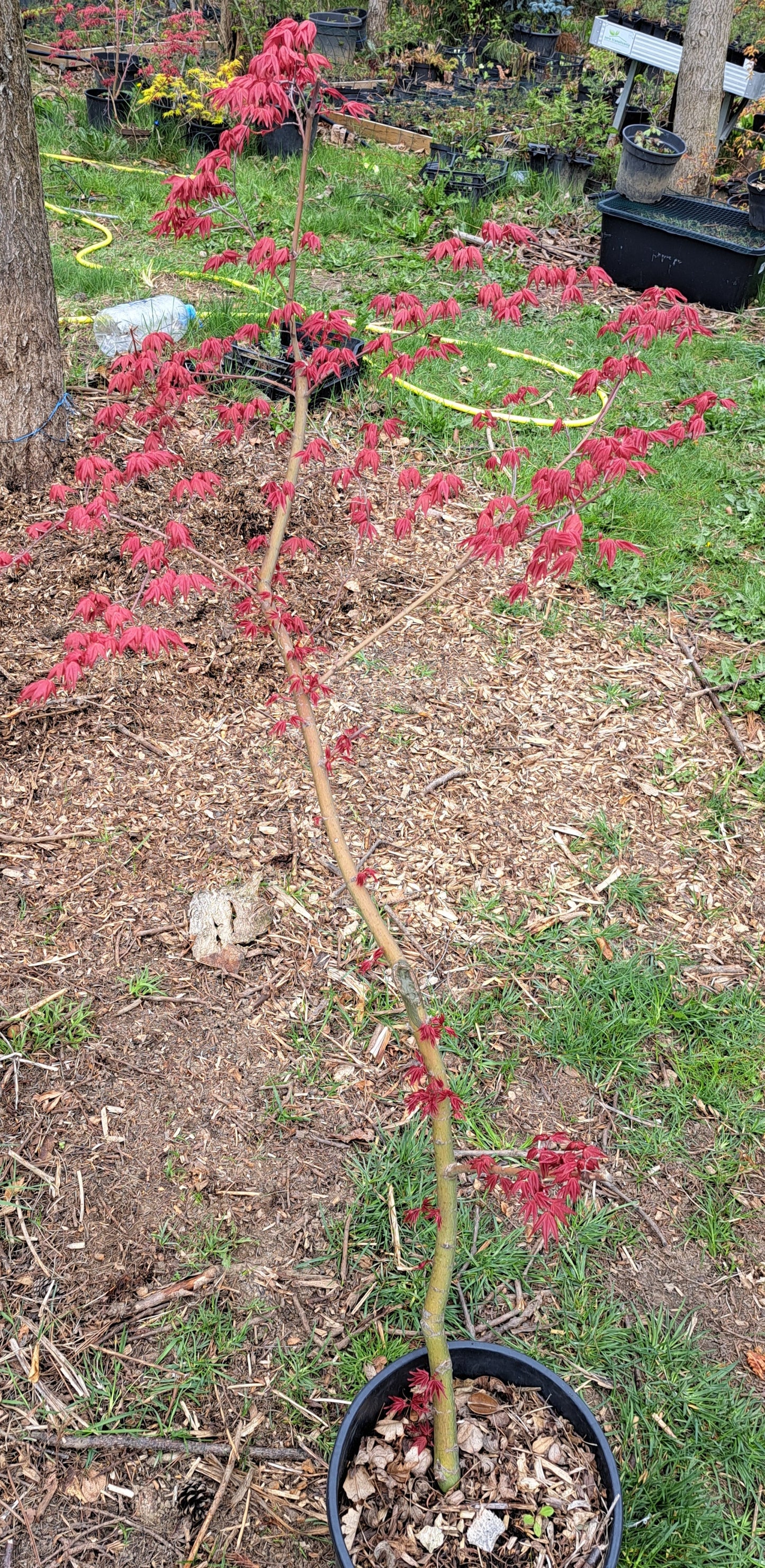 Artar japonez - Acer palmatum Shin-Deshojo - 1,2m,