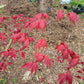 Artar japonez - Acer palmatum Shin-Deshojo - 1,2m,