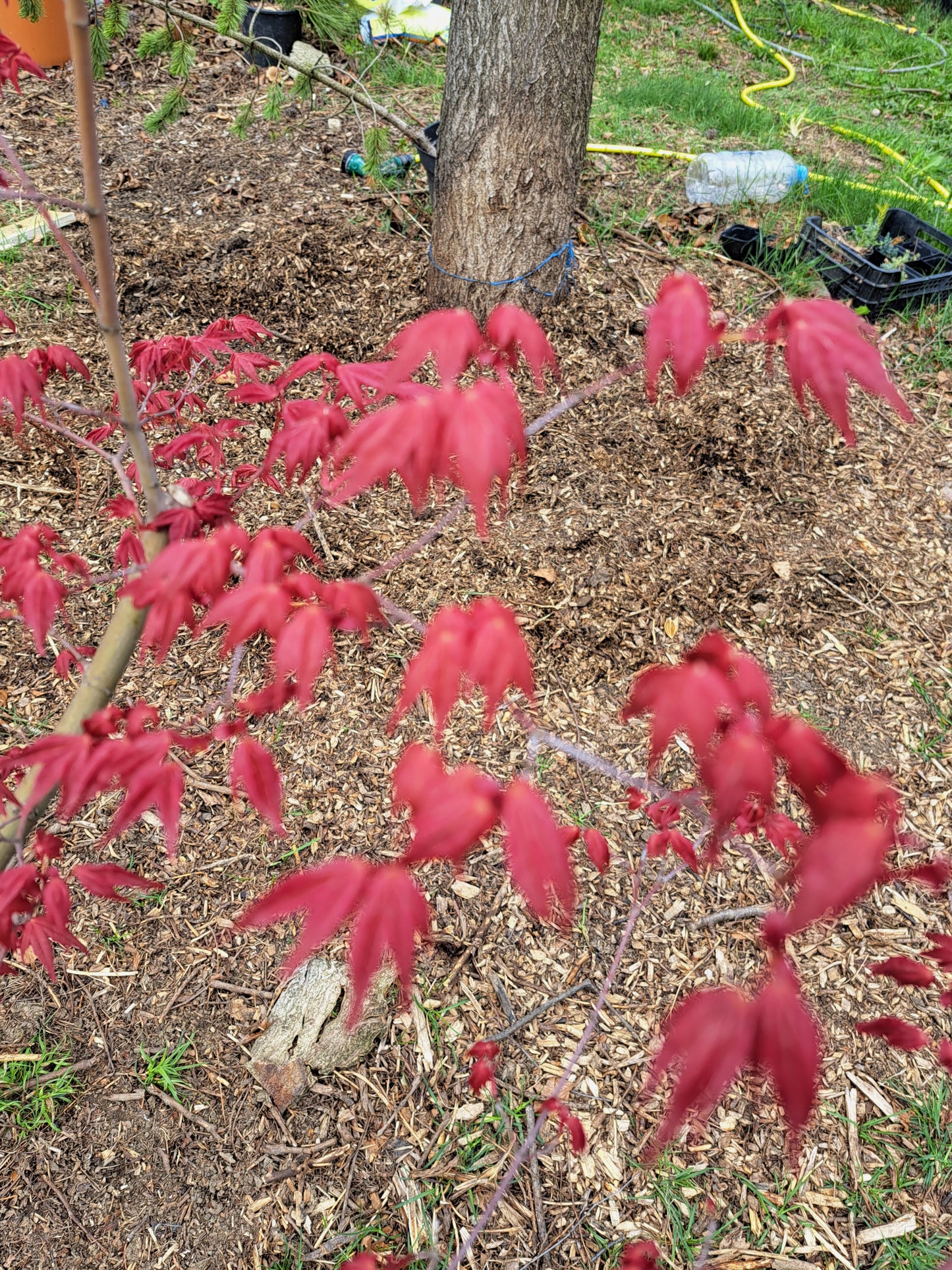 Artar japonez - Acer palmatum Shin-Deshojo - 1,2m,