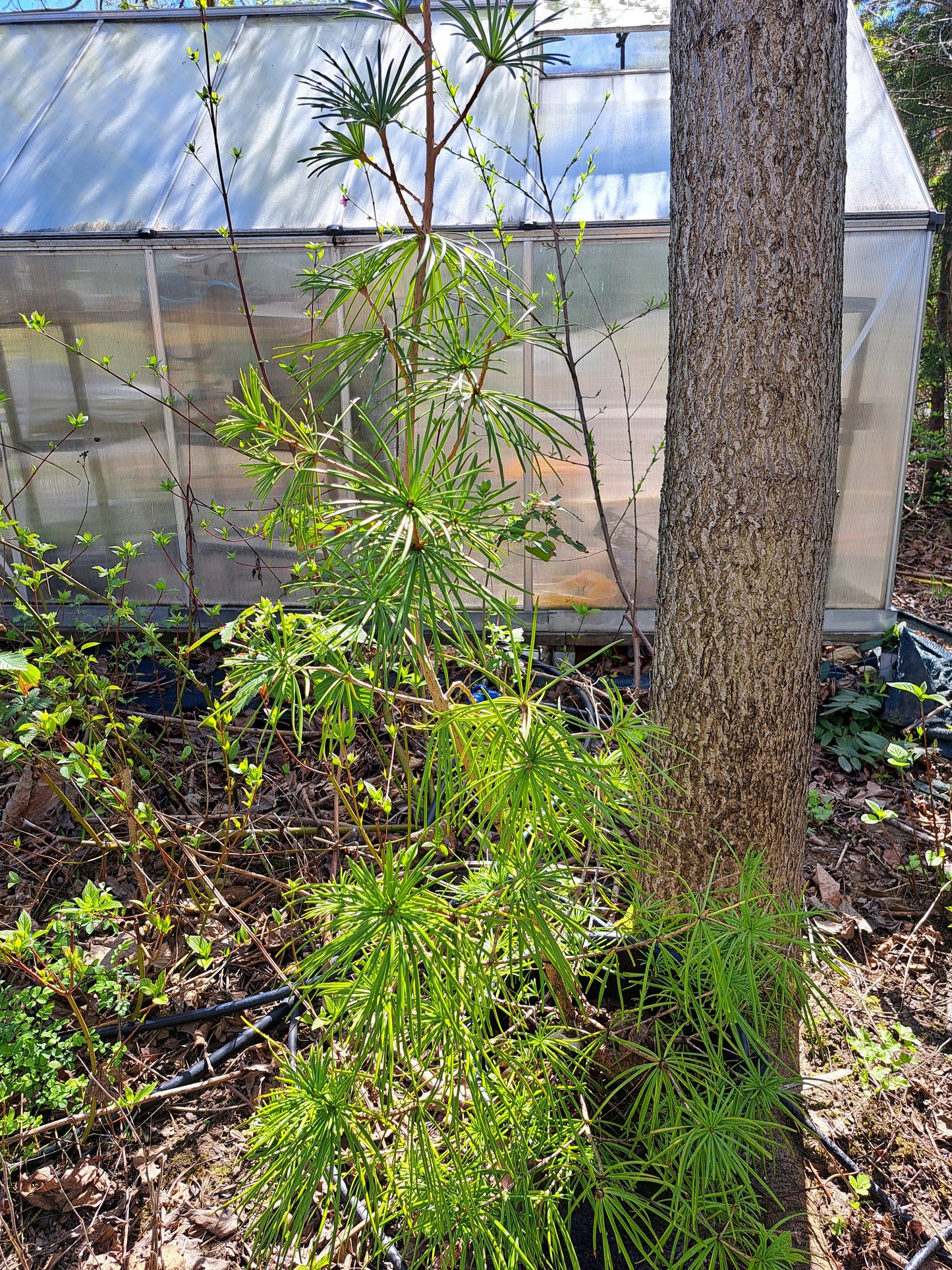 Sciadopitys verticillata - Umbrella Pine 1,6m