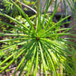 Sciadopitys verticillata - Umbrella Pine 1,6m