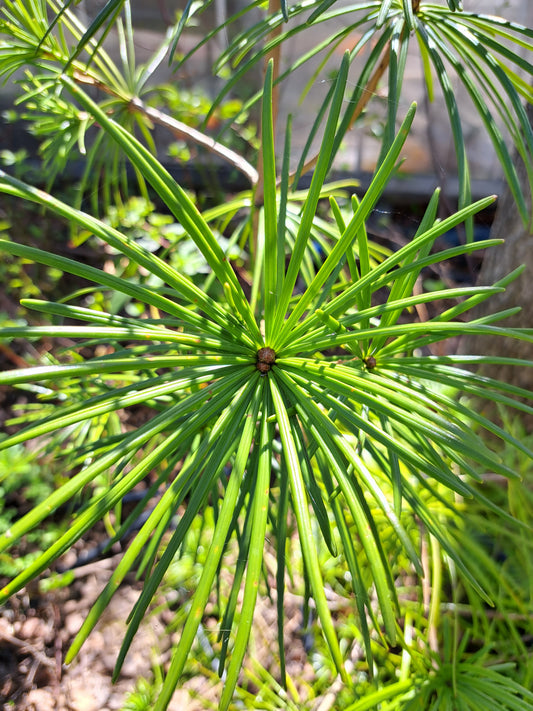 Sciadopitys verticillata - Umbrella Pine 1,6m