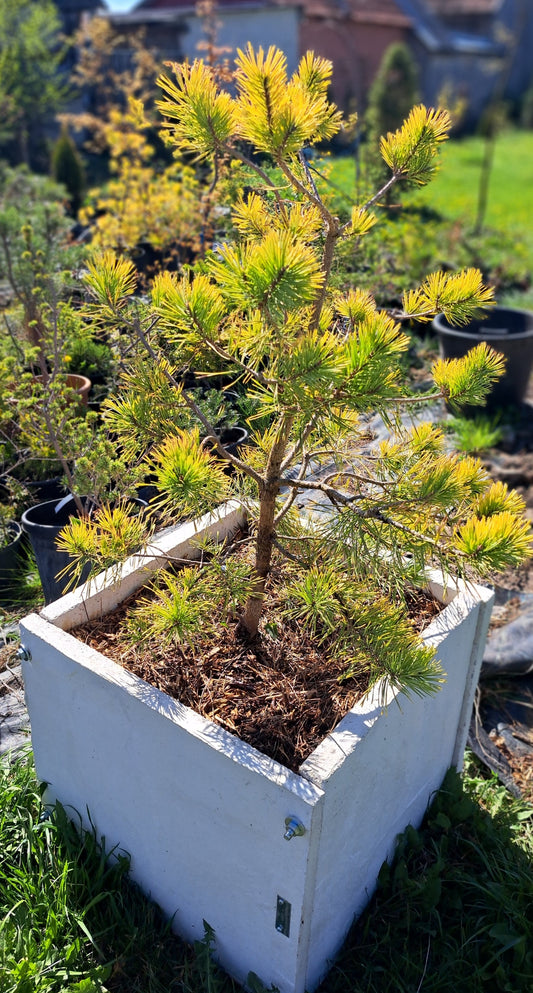 Pinus sylvestris Gold Coin cu jardiniera beton inclusa!