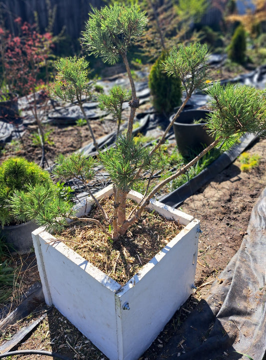 Pinus sylvestris Watereri - Niwaki cu jardiniera beton inclusa!