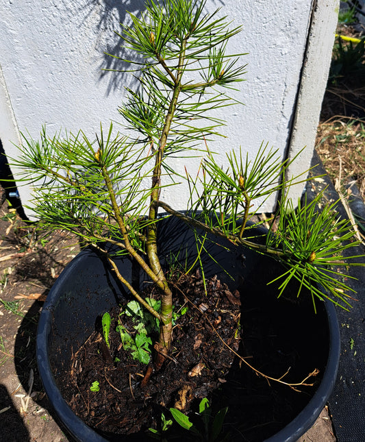 Pinus bungeana - Lacebark pine