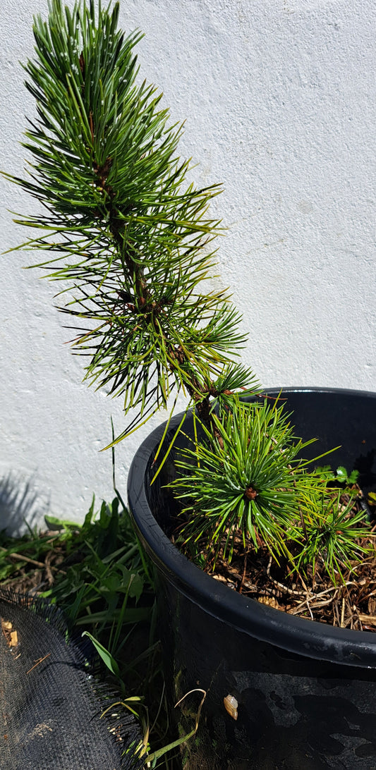 Pinus aristata - Bristlecone pine - 20 cm