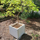 Artar japonez Acer palmatum Viridis 1.6m 30+ ani