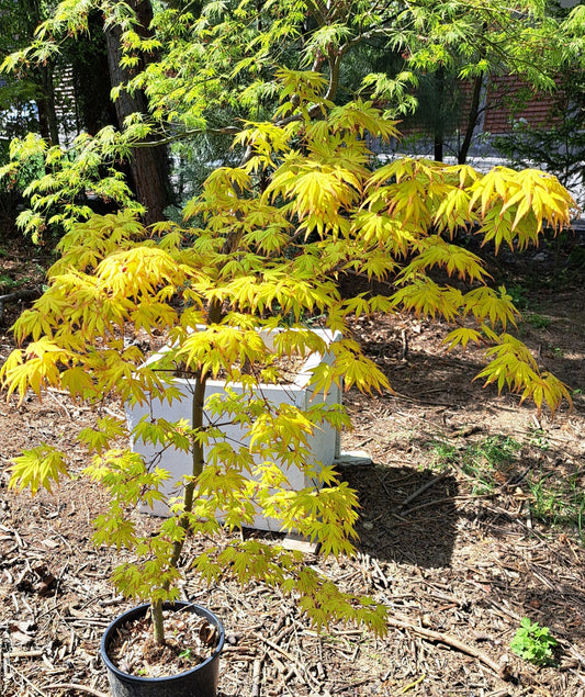 Artar japonez Katsura - Acer palmatum Katsura - 1,6 m