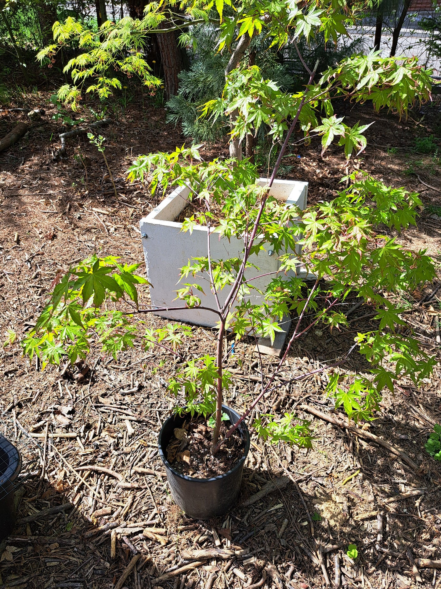 Artar japonez 'Oridono-nishiki' - Acer palmatum 'Oridono-nishiki'