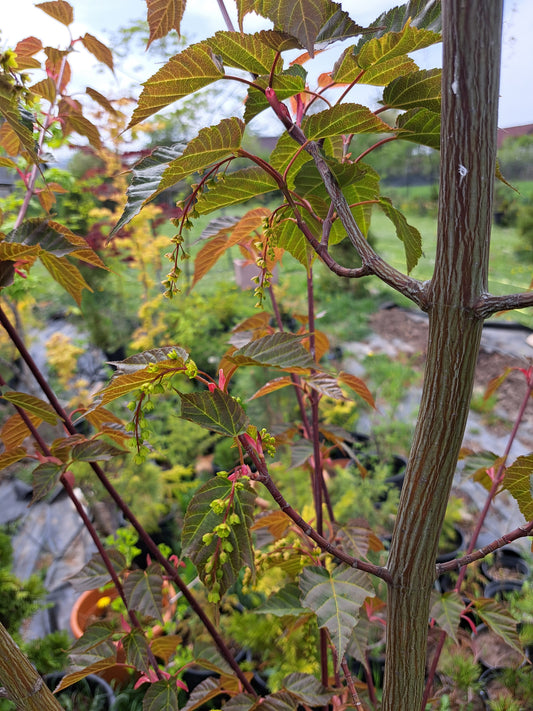 Acer davidii