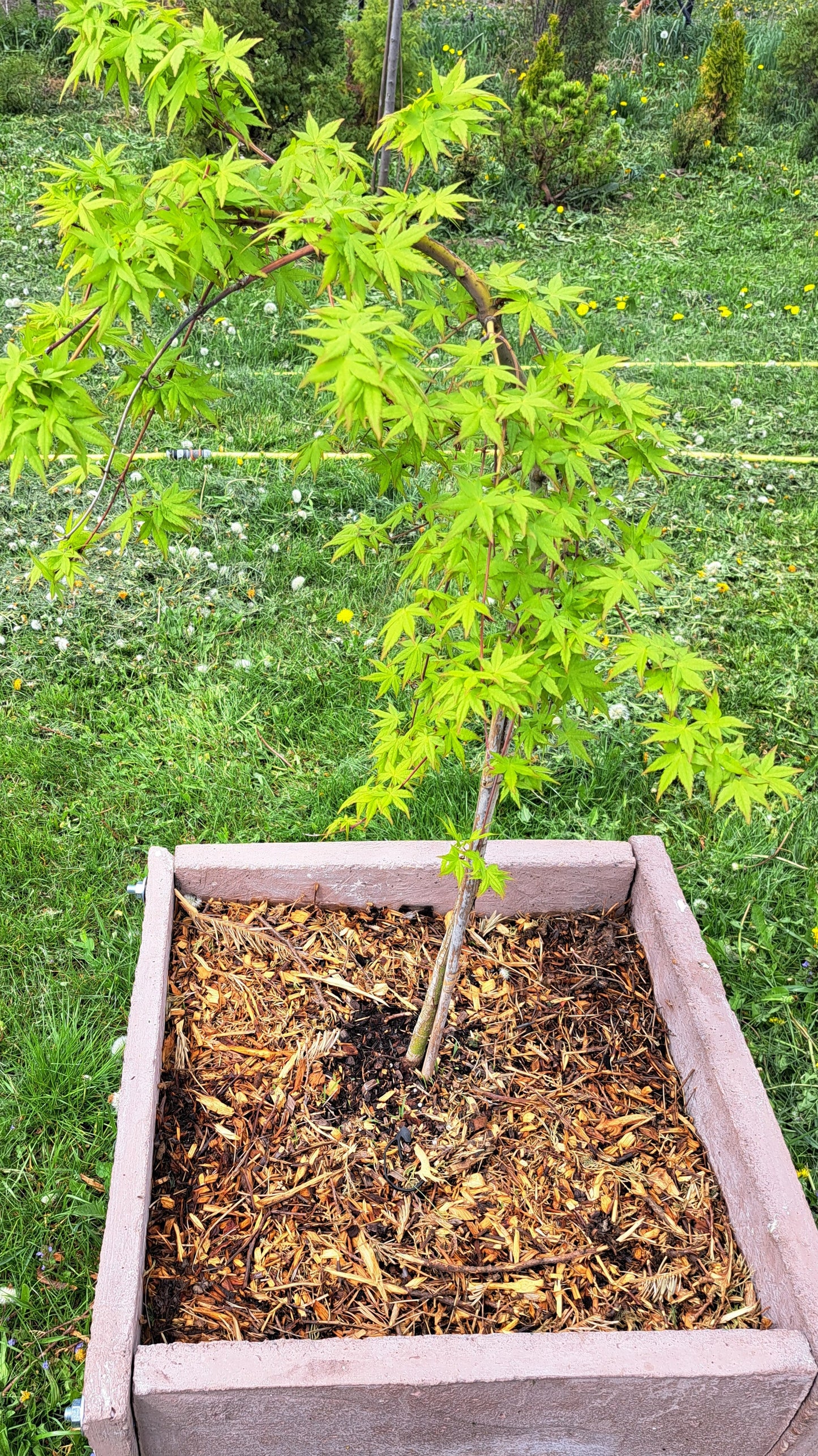 Acer palmatum Green Cascade