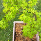 Acer palmatum Green Cascade