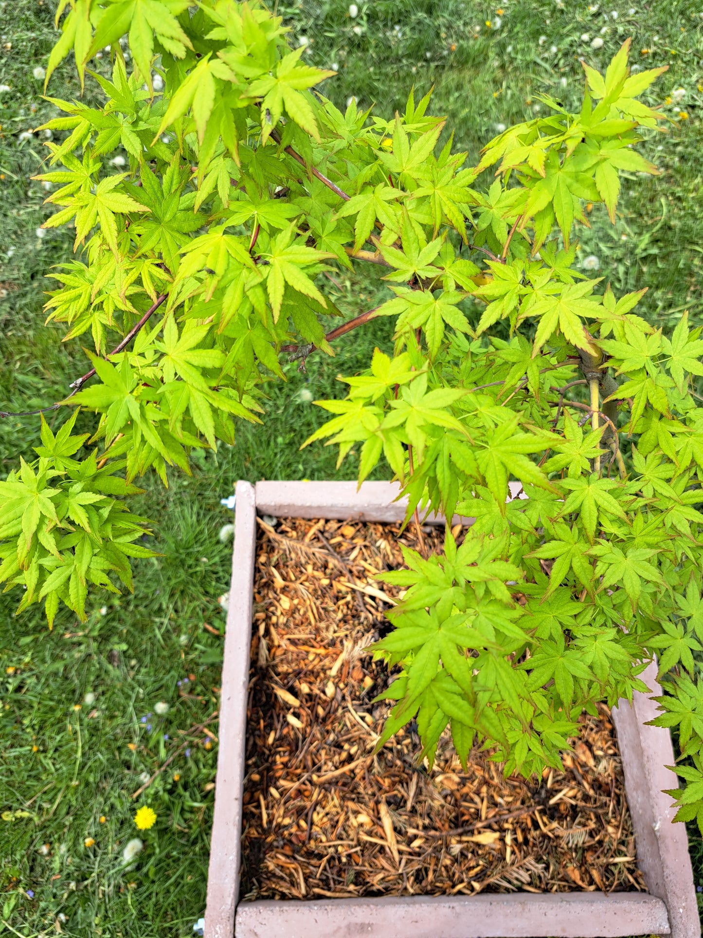 Acer palmatum Green Cascade