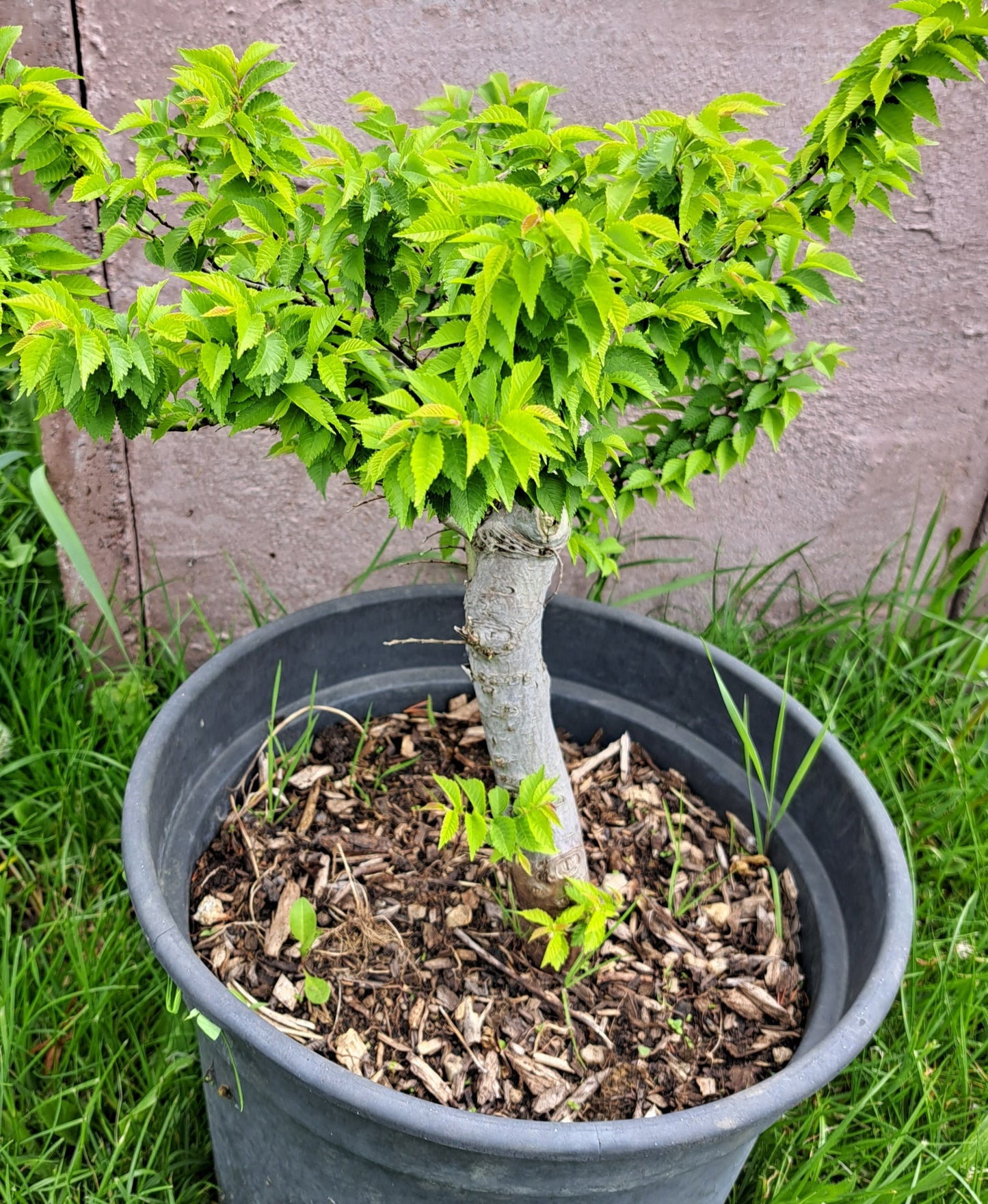 Ulmus minor 'Jacqueline Hillier'