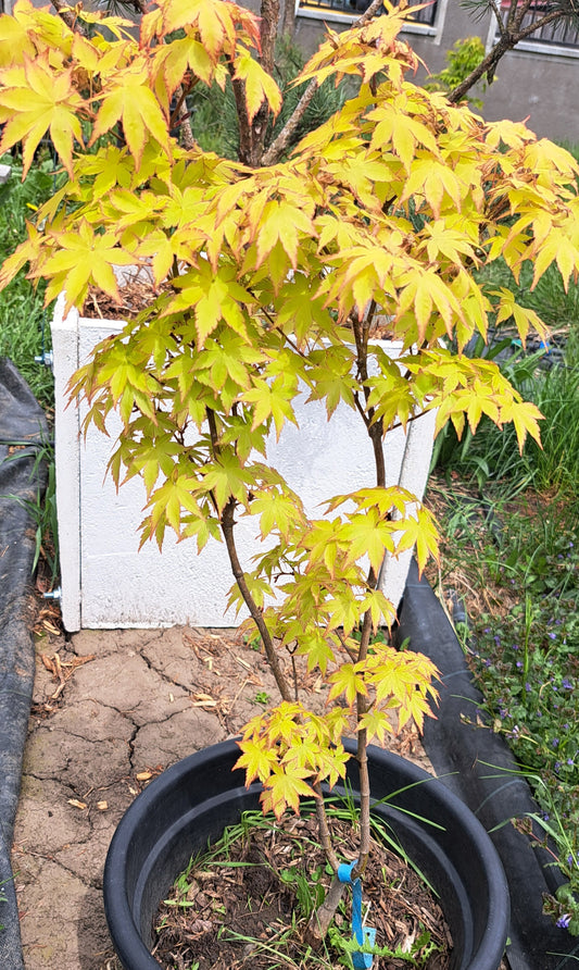 Acer palmatum Katsura - 1 m