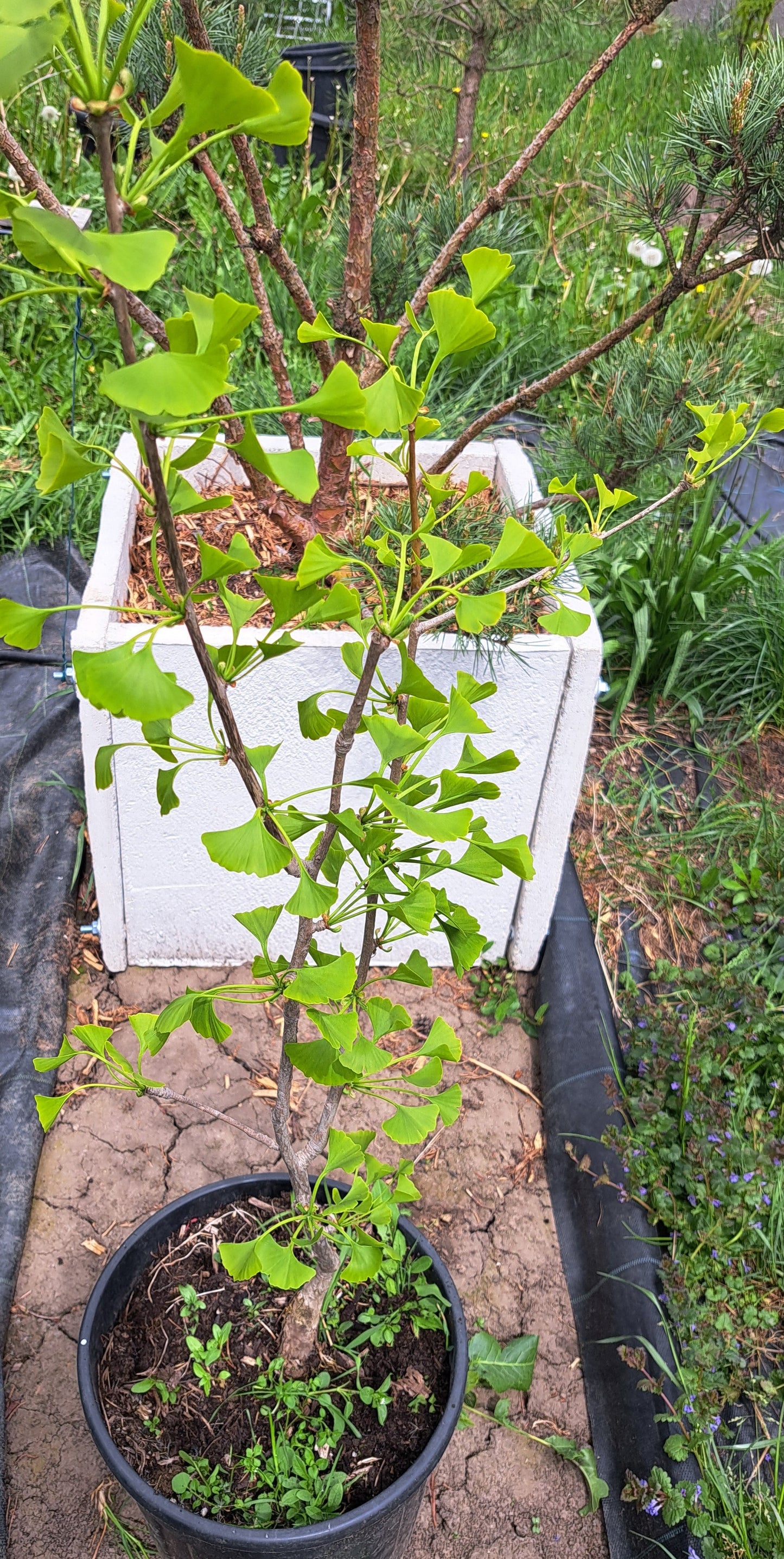 Ginkgo Biloba - 90-100 cm