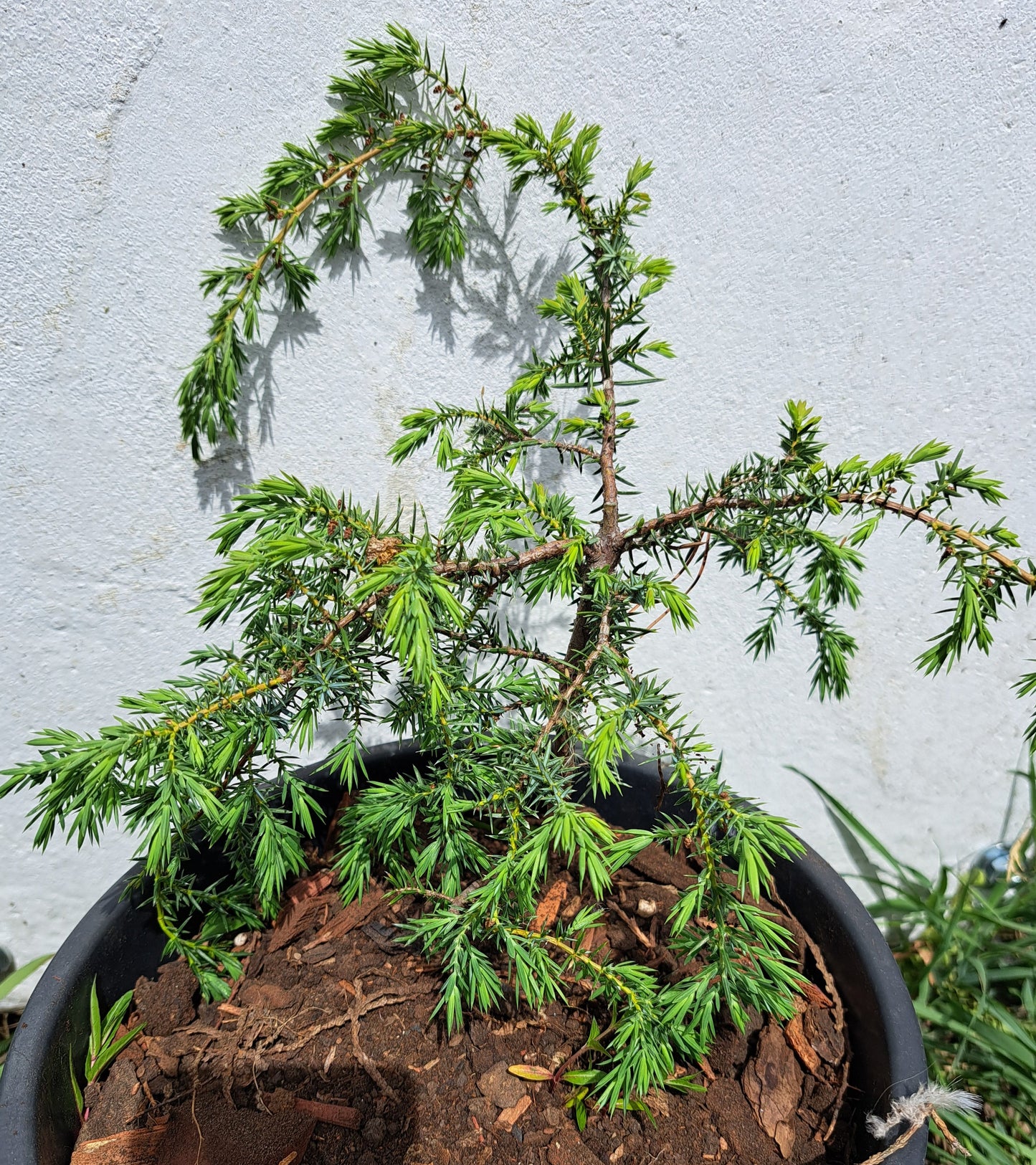 Juniperus Communis 'Horstmann Weeping' - 60-80 cm