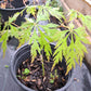 Acer japonicum aconitifolium 20 cm