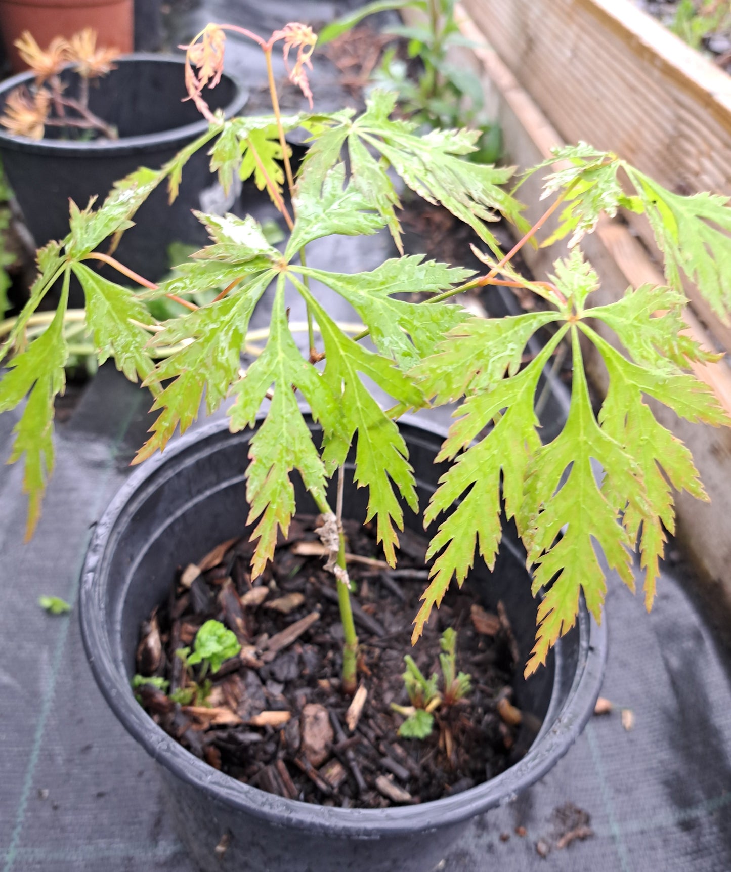 Acer japonicum aconitifolium 20 cm