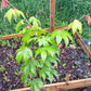 Acer palmatum - artar japonez - 30-40 cm