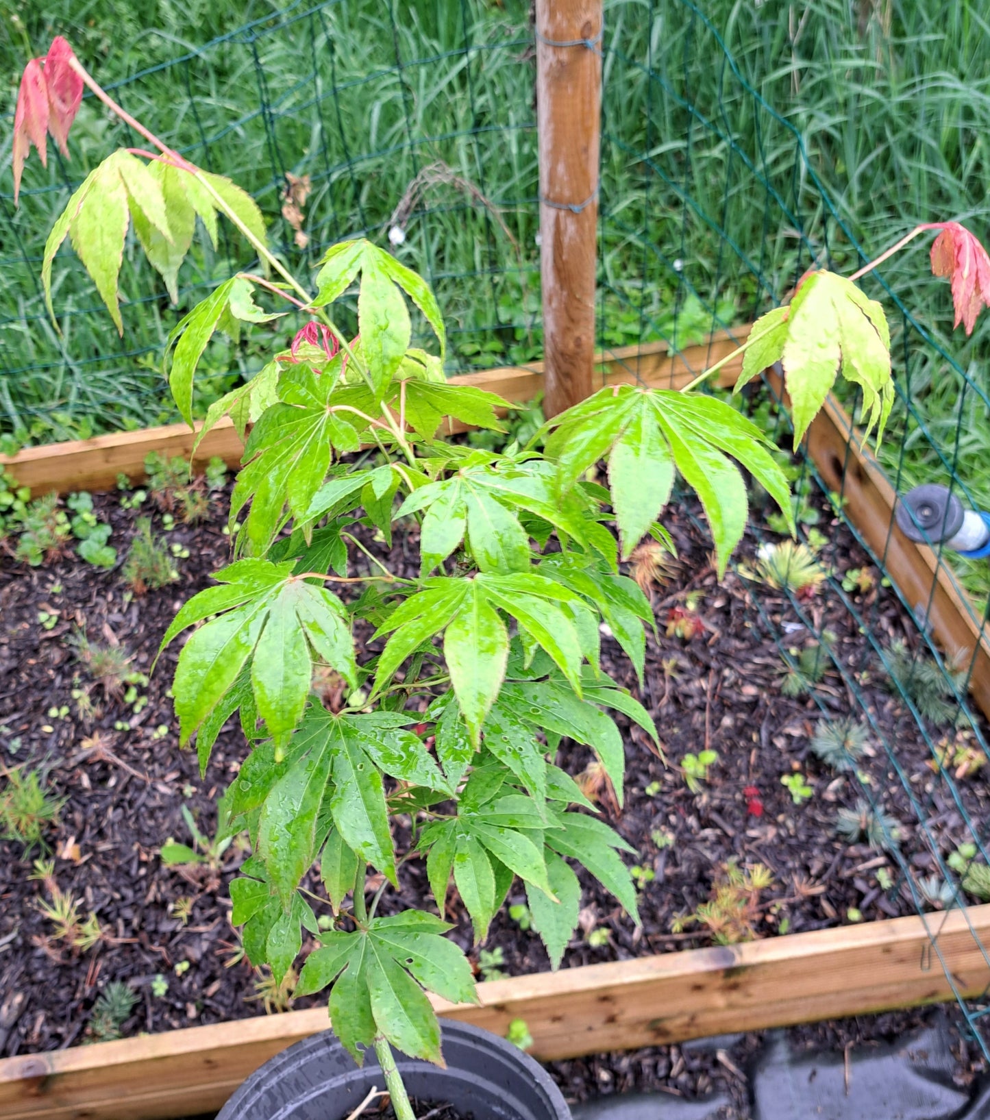 Acer palmatum - artar japonez - 30-40 cm