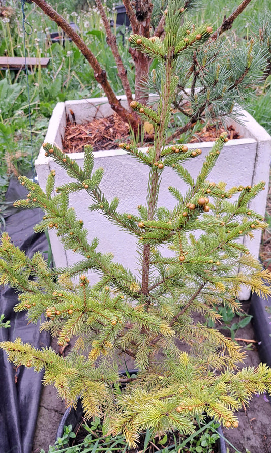 Picea jezoensis 50 cm