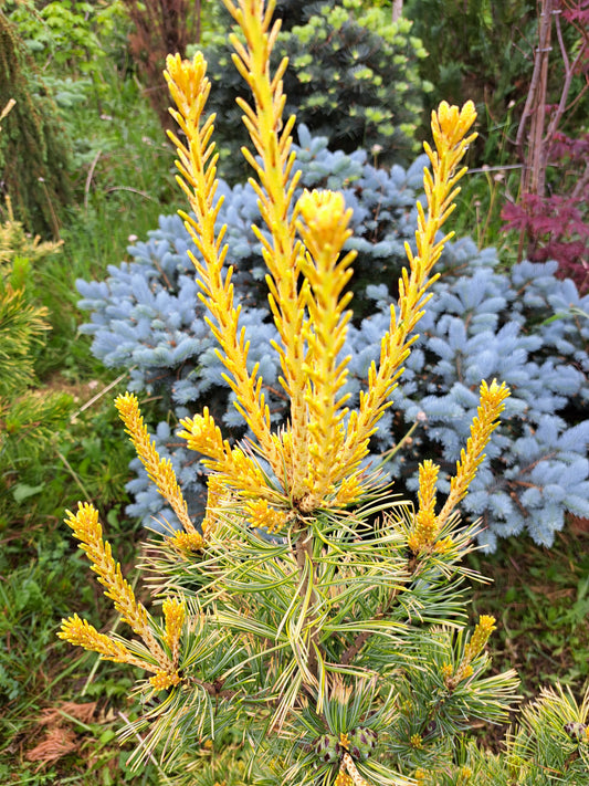 Pinus parviflora ‘Goldilocks’ (‘Tenysu-kazu’)