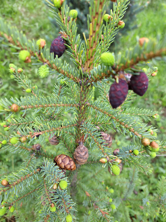 Picea mariana 50 cm