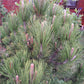 Pinus leucodermis 'Compact Gem'