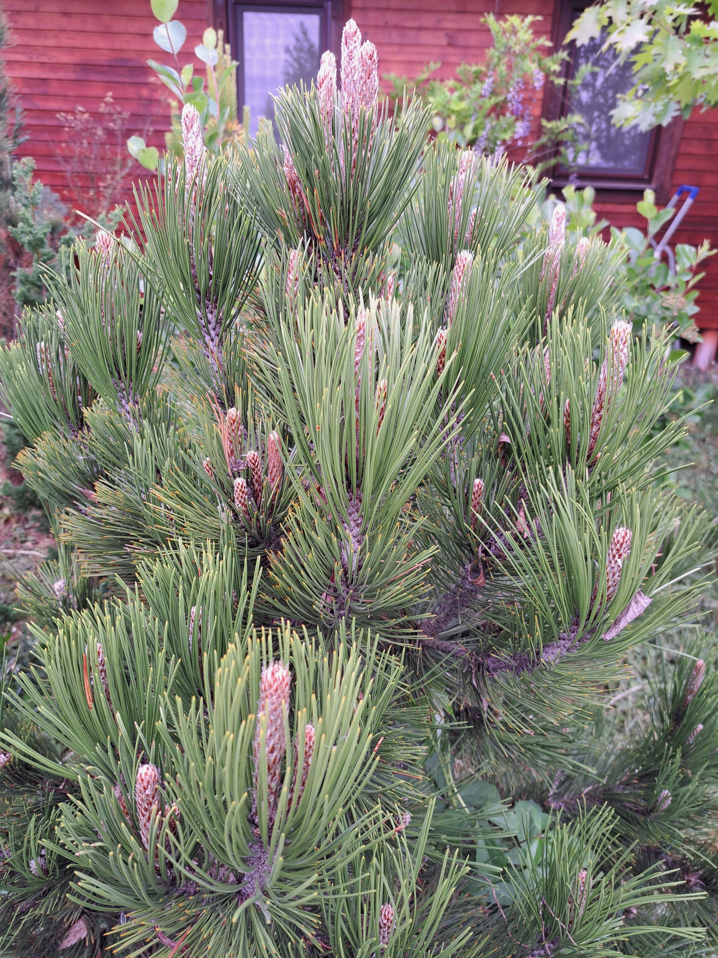 Pinus leucodermis 'Compact Gem'