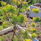 Pinus Sylvestris Gold Coin - 100 cm