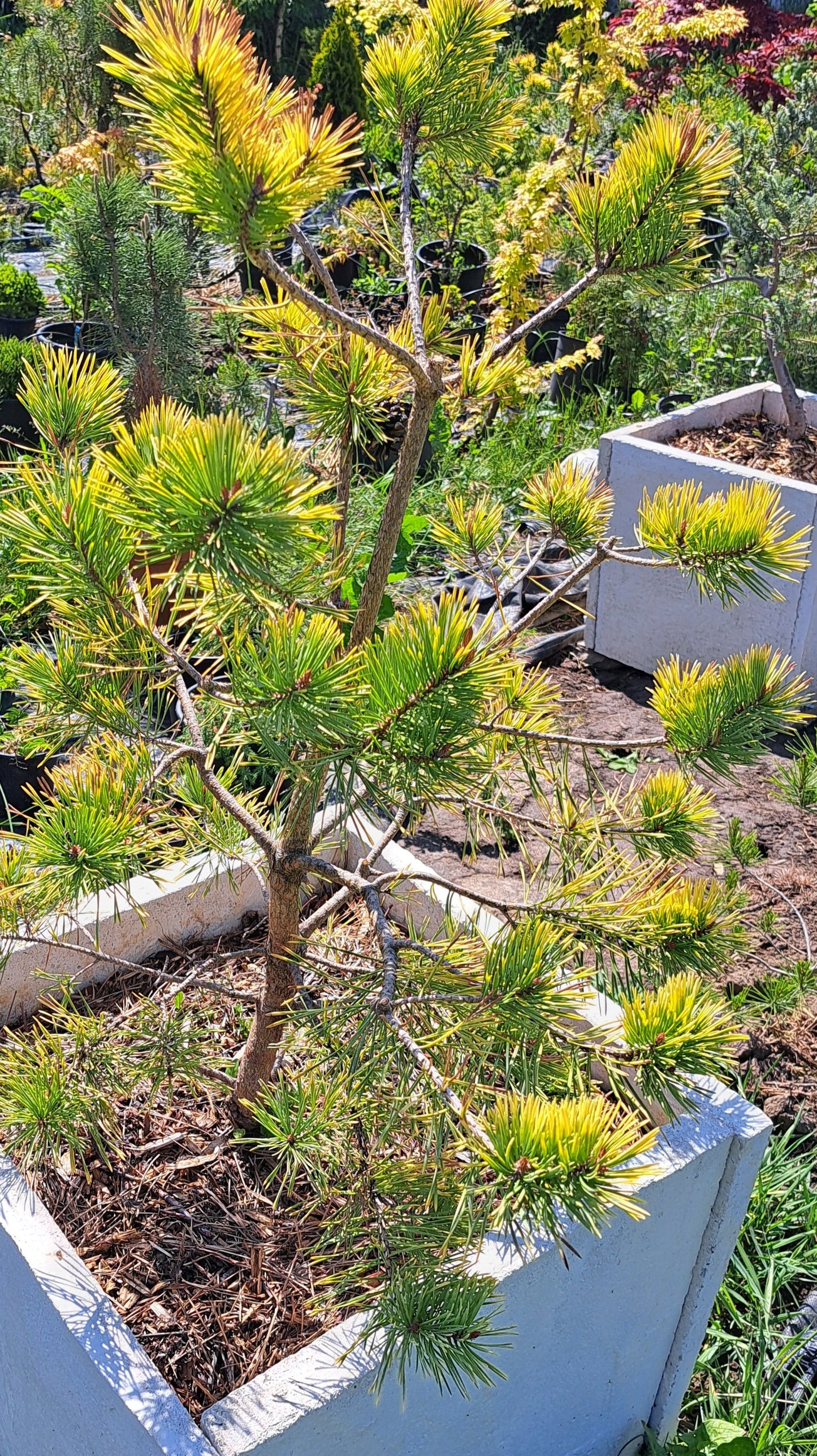 Pinus Sylvestris Gold Coin - 100 cm