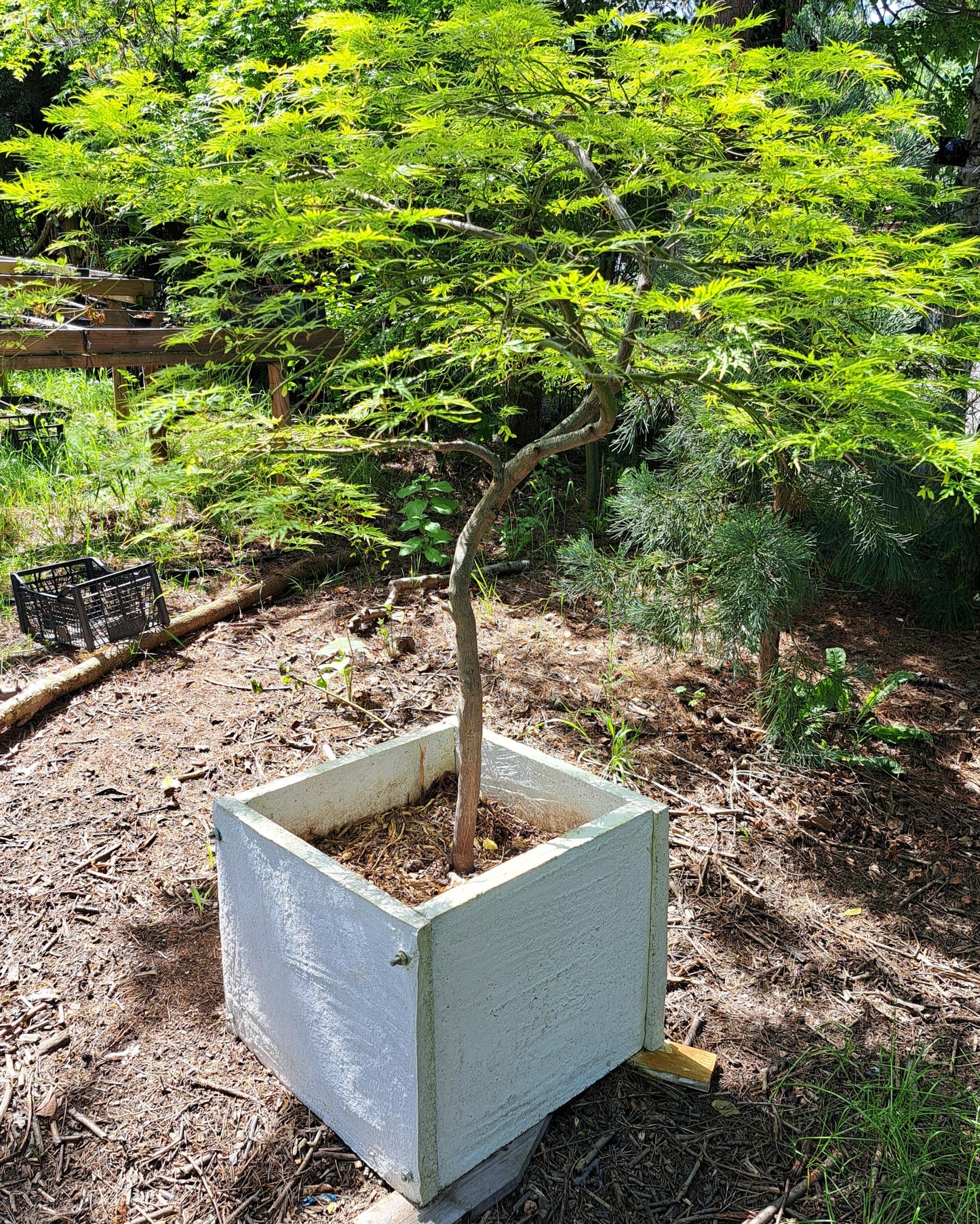 Planter/ Jardiniera / Ghiveci beton demontabil - 50 cm x 50 cm